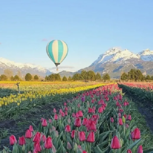 bariloche esquel y campo de tulipanes