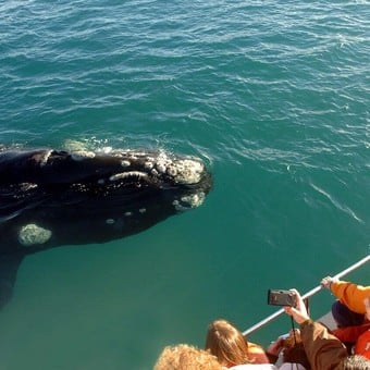 ballenas en puerto madryn