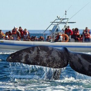 avistaje de ballenas